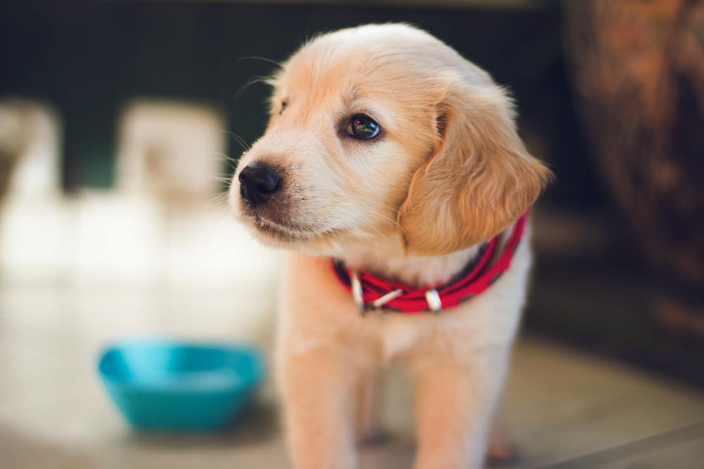 a puppy who just finished their pet food