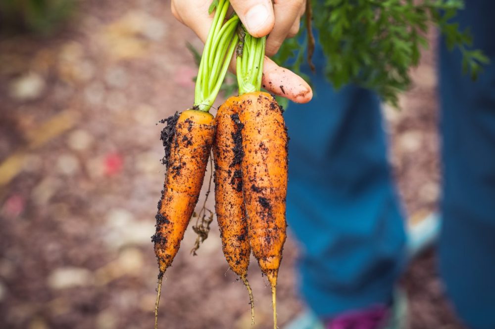 Hero image for Who is the new organic shopper?