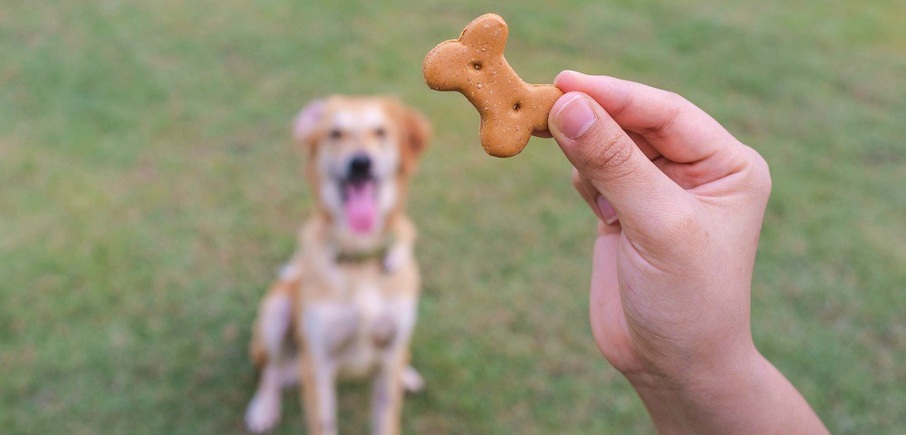 Hero image for At Petfood Forum, GfK’s Lange will define sources of growth, concern in Pet Specialty market