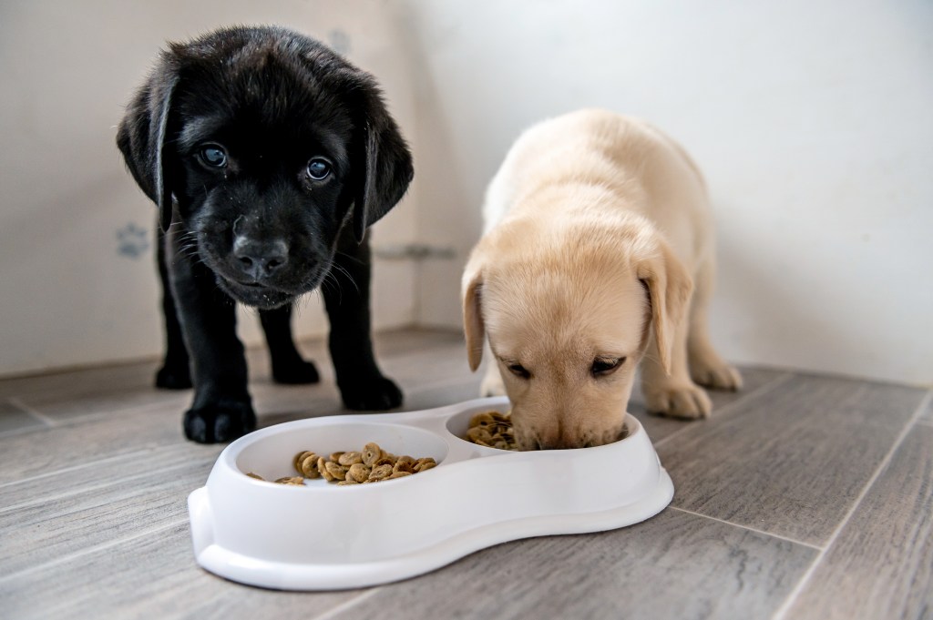 Beyond the Bowl: The Ultimate Guide to the Evolving Pet Industry in Canada 